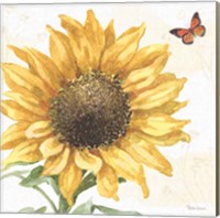 Sunflower Splendor IX Fine Art Print