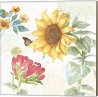 Sunflower Splendor VIII Fine Art Print