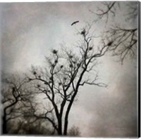 The Heron Rookery Fine Art Print