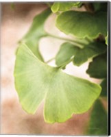 Sprouting Ginkgo III Fine Art Print