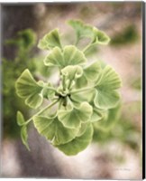 Sprouting Ginkgo II Fine Art Print