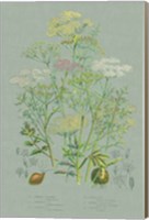 Flowering Plants II Green Linen Fine Art Print
