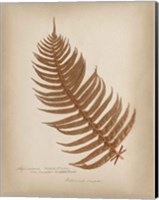 Ferns in Book V Burgundy Fine Art Print