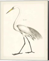 Vintage Heron II Fine Art Print