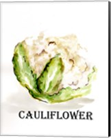 Veggie Sketch VI-Cauliflower Fine Art Print