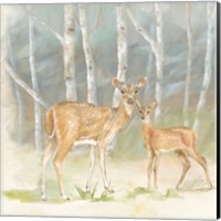 Woodland Reflections IV-Doe Fine Art Print