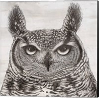 Portrait of an Owl Fine Art Print