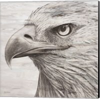 Portrait of an Eagle Fine Art Print