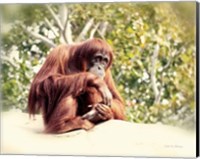 Orangutan Fine Art Print