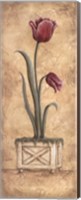 Regal Tulip Fine Art Print