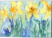 Daffodil Blooms II Fine Art Print