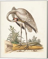 Antique Heron & Cranes IV Fine Art Print