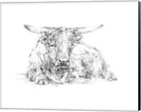 Highland Cattle Sketch II Fine Art Print