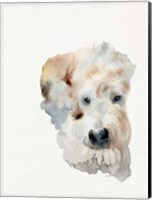 Scruffy Puppy I Fine Art Print