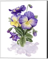 Viola Pansies II Fine Art Print