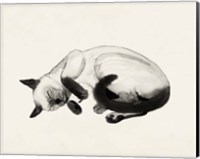 Cat Laze III Fine Art Print