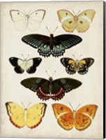 Butterflies Displayed III Fine Art Print