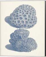 Antique Coral Collection VIII Fine Art Print