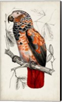 Antique Parrot Pair II Fine Art Print