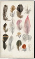 Antique Bird Feathers III Fine Art Print