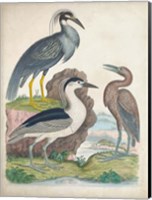 Antique Heron & Waterbirds I Fine Art Print