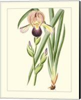 Purple Irises IV Fine Art Print