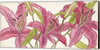 Pink Lilies II Fine Art Print
