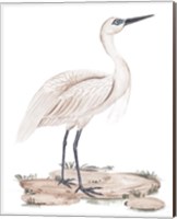 A White Heron II Fine Art Print