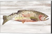 Spotted Trout II Fine Art Print