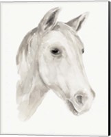 Ivory Stallion I Fine Art Print