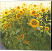 Sunflower Field Fine Art Print