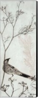 Wattlebird Resting on a Branch Fine Art Print