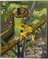Frog and Jack-in-the Pulpit Fine Art Print