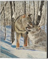 Wolves Devotion Fine Art Print