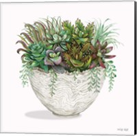 Succulent on White III Fine Art Print