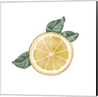 Citrus Limon V Fine Art Print