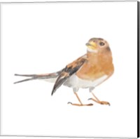 Songbird V Fine Art Print
