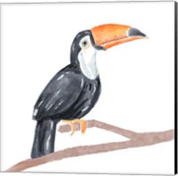 Tropical Toucan I Fine Art Print