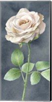 Ivory Roses on Gray Panel I Fine Art Print
