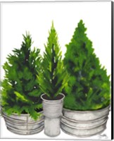 Evergreens in Galvanized Tins Fine Art Print
