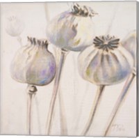 Poppy Seeds I Fine Art Print