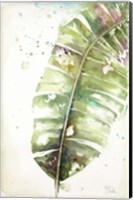 Watercolor Plantain Leaves II Fine Art Print