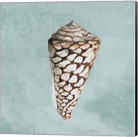 Modern Shell on Teal II Fine Art Print