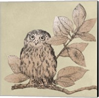 Neutral Little Owls I Fine Art Print