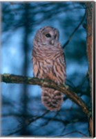 Barred Owl Fine Art Print