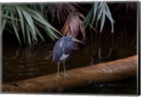 Tricolored Heron Fine Art Print