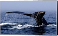 Whale Of A Tail Fine Art Print