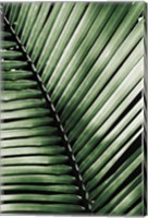 Palm Frond I Green Fine Art Print