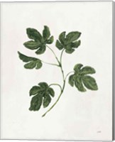Botanical Study III Greenery Fine Art Print