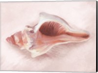 Conch Shell Blush II Fine Art Print